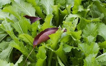 【雪里蕻】雪里蕻的營養價值_雪里蕻怎么做好吃_雪里蕻的做法大全