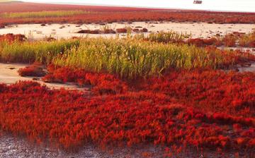 【堿蓬】堿蓬的功效與作用營養價值_堿蓬怎么做好吃_堿蓬的做法大全