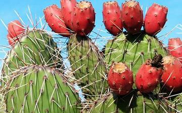 【仙人掌果】仙人掌果的營養價值_仙人掌果怎么做好吃_仙人掌果的做法大全