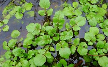 【豆瓣菜】豆瓣菜的營養價值_豆瓣菜怎么做好吃_豆瓣菜的做法大全