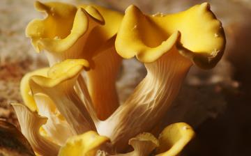 【元蘑】元蘑的營養價值_元蘑怎么做好吃_元蘑的做法大全