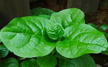 【木耳菜】木耳菜的營(yíng)養(yǎng)價(jià)值_木耳菜怎么做好吃_木耳菜的做法大全 【木耳菜】木耳菜的營(yíng)養(yǎng)價(jià)值_木耳菜怎么做好吃_木耳菜的做法大全