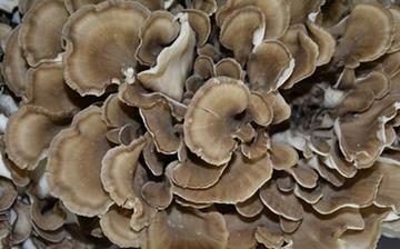 【灰樹花】灰樹花的營養價值_灰樹花怎么做好吃_灰樹花的做法大全