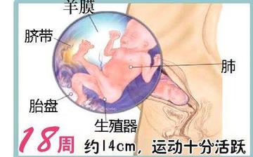 【懷孕18周】懷孕18周癥狀_懷孕18周胎兒圖片_B超數據_懷孕18周吃什么補身體 【懷孕18周】懷孕18周癥狀_懷孕18周胎兒圖片_B超數據_懷孕18周吃什么補身體