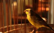 家里養(yǎng)鳥可以促進(jìn)身心健康