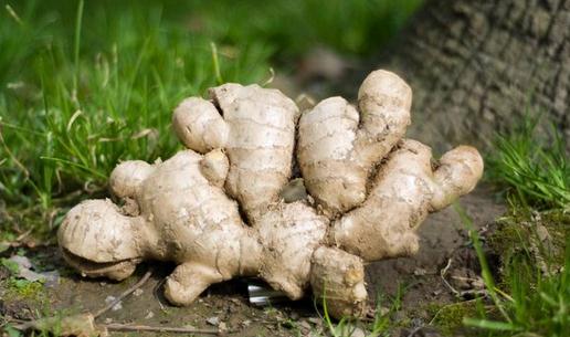 幾種生姜吃法緩解身體不適