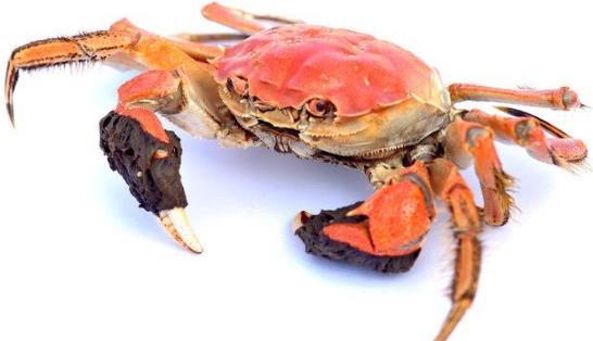 秋季吃螃蟹有這些好處