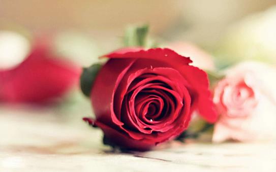 鮮花養生助女人越活越美！