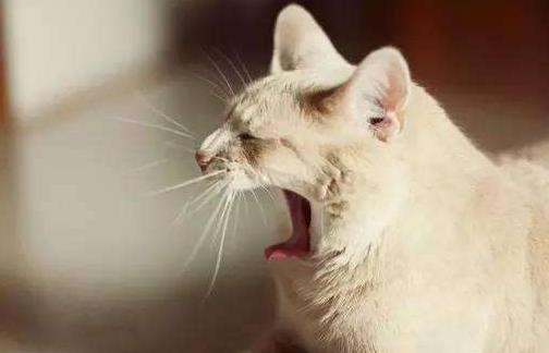 秋季上班總是打瞌睡怎么辦？