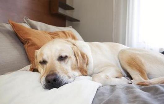 怎么睡午覺(jué)最好？睡午覺(jué)的最佳姿勢(shì)