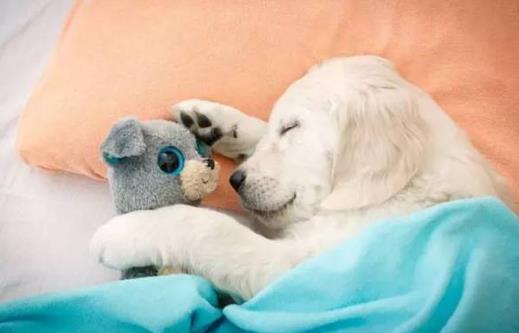 不吃晚飯會(huì)有什么危害?