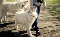 常遛狗的人壽命更長(zhǎng)