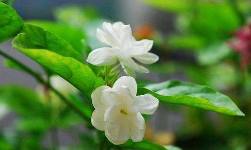 茉莉怎么吃？茉莉可清熱解毒