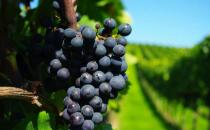 熬夜族適合吃什么水果