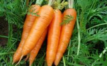 胡蘿卜炒著吃有營養嗎？