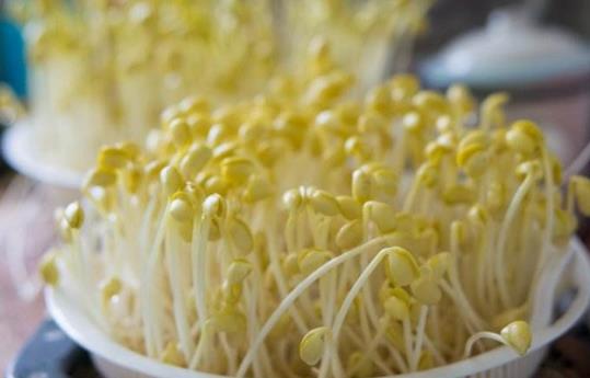 豆芽要如何正確保存?