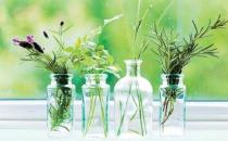 ?教你如何自制安全天然驅蚊劑