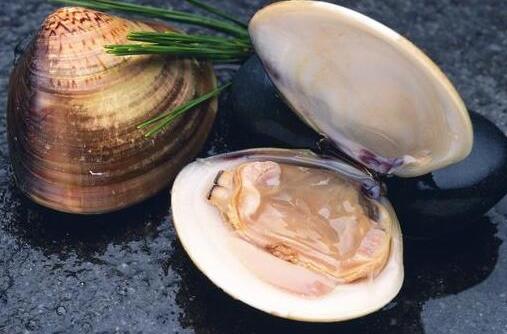河蚌怎么洗？河蚌怎么挑選