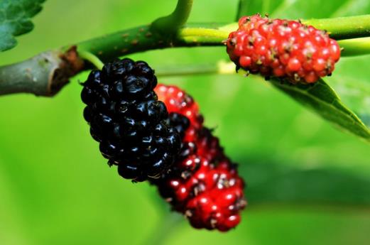 桑葚怎么洗？桑葚干怎么制作