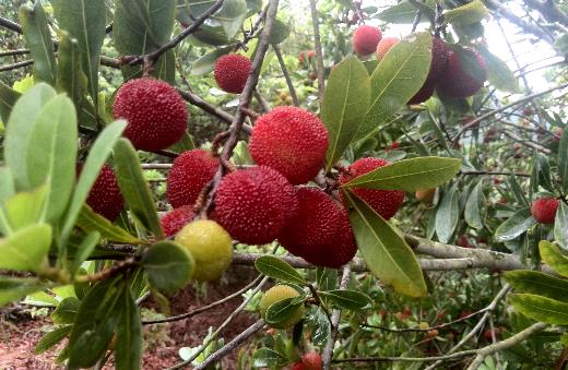 楊梅怎么洗？怎么制作楊梅干