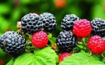 冬季吃這些食物能補腎