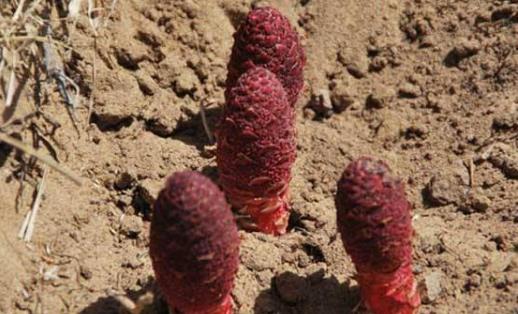 男人如何補腎 推薦男人“鎖陽”飲食法