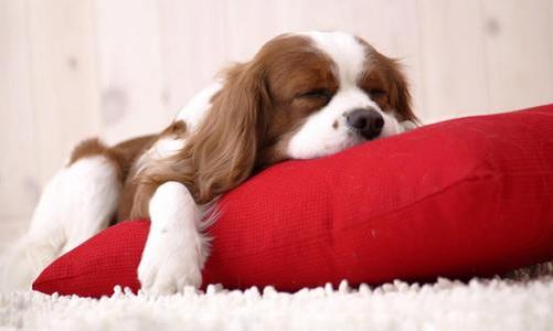 落枕后如何治療？導致落枕的原因