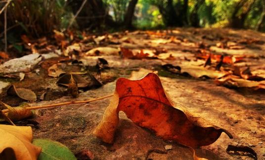 干燥的秋季該如何養生