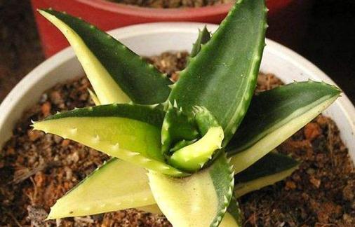 蘆薈雖好不適合孕婦 易引發孕婦流產