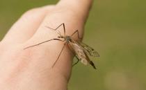 ?看見蚊子正在吸血到底打不打