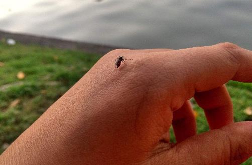 哪些中草藥可以預(yù)防蚊蟲叮咬