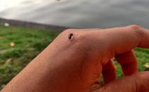 ?哪些中草藥可以預防蚊蟲叮咬