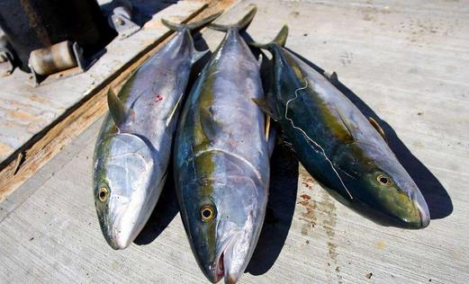 3類食物可致胎兒畸形 孕婦慎食!