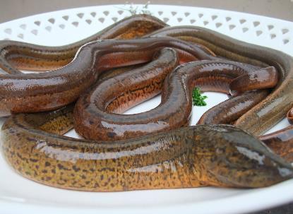 黃鱔什么季節吃最好 黃鱔魚的功效與作用 黃鱔清洗