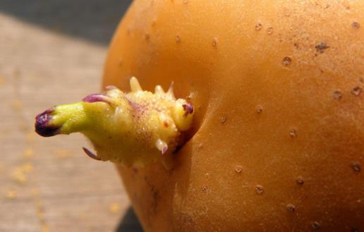 十種沒(méi)煮熟蔬菜比砒霜毒 要采用下列健康吃法