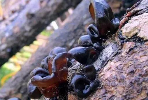 十種沒(méi)煮熟蔬菜比砒霜毒 要采用下列健康吃法