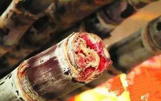 甘蔗的飲食禁忌 霉變甘蔗中毒發病急 紅心甘蔗賽砒霜