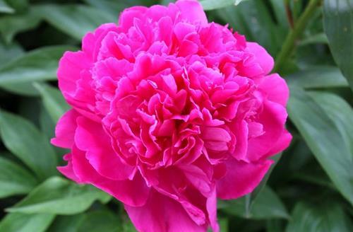 芍藥花一年四季的養護方法 芍藥花養護好花朵才能大