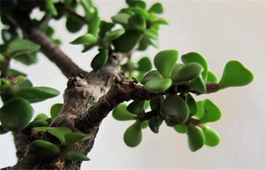 養花方法技巧大全 家庭養花的水肥光土四大要點總結