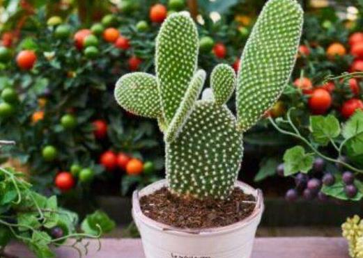 仙人掌竟然不是防輻射小衛士？