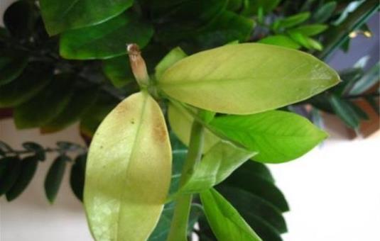 金錢樹葉子發黃怎么辦 根部很容易因為積水而腐爛