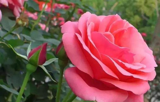 月季花怎么養 養月季花的注意事項