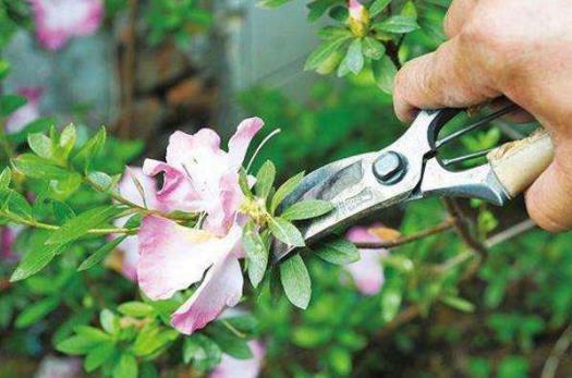 細數家庭花卉生長期和休眠期修剪最佳時間及方法
