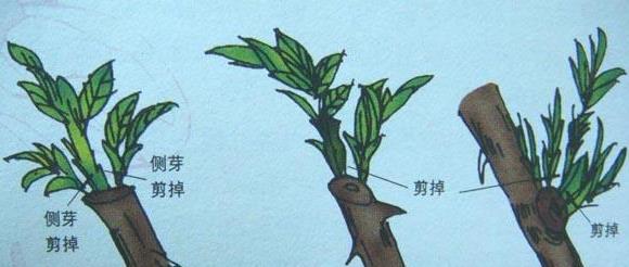 細數家庭花卉生長期和休眠期修剪最佳時間及方法