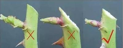 細數家庭花卉生長期和休眠期修剪最佳時間及方法