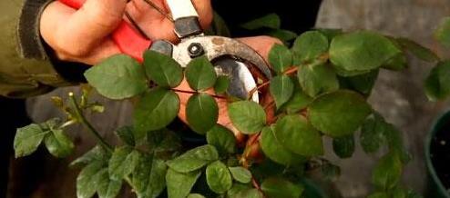 細數家庭花卉生長期和休眠期修剪最佳時間及方法