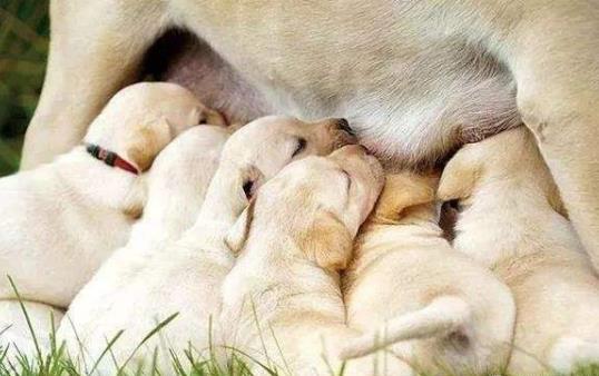 正確喂養幼犬的方法及養狗一些注意事項