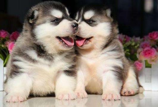 正確喂養幼犬的方法及養狗一些注意事項