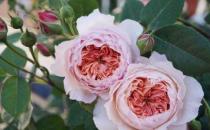 養花方法技巧大全 家庭養花的水肥光土四大要點總結