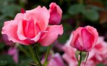 月季花怎么養 養月季花的注意事項